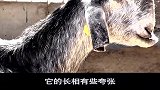 世界上最丑的山羊,价值却有50万，繁殖能力强