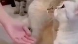 小猫主动出击希望领养人选它走
