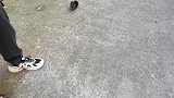 老婆新养的茶杯犬