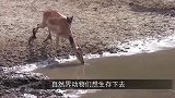老虎正趴着喝水，感觉背后有点不对劲，回头一看立马撒腿就跑！