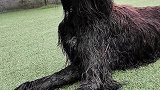 关于乐园大黑耗子的介绍