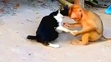 猴子撩猫儿翻车现场, 鸭子笑傻瓜