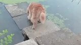 小狗误以为浮萍是草地，一头载进水里