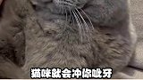 这四个猫咪的神奇开关，你都给你家主子试过吗