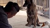 当狗子看到主人磨刀，鹅：狗哥，有没有可能要杀的是我，你慌个啥