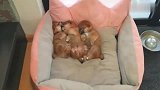 三只柴犬宝宝挤在一个窝里睡觉，中间那只却一点也不安分，好调皮