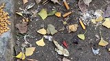 橘猫你拍完了吗我快饿死了