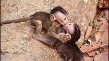 小猴子！真有爱，两只小奶猴kiss起来没完没了，有趣