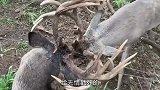 大叔爱心救援被铁线缠住鹿角的麋鹿，不料却险些遭受麋鹿的怒顶