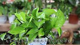 绿萝的叶子越长越小，按照这3个方法去做，叶子宽大又肥厚