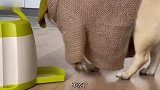 总有人问我养猪技术，我哪知道啊