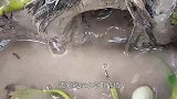 鲶鱼藏在水草下捕猎，鱼儿纷纷中招，可给男子乐坏了