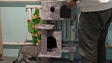 这个猫爬架，简直就是猫咪的宫殿。猫多也能住的过来