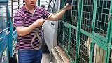 解救出来多好的狗狗