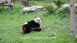 一群熊猫宝宝晒太阳，其中一只亮了：是生的时候没墨了还是少年白
