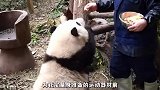 大熊猫“花花”的体育课时间