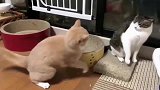 日本一橘猫跟狸花猫打架，这一顿操作猛如虎，实际伤害0.5