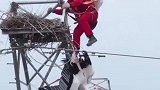 “鸟中国宝”东方白鹳被困在53米高塔，电力工人爬上塔顶解救它，太感人了！