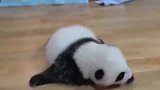 熊猫：本宝宝刚睡醒，还是“素颜”呢！可不可以不要拍熊家了啦