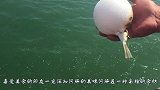 日本大厨现杀“巨型河豚”，刀工堪称一流，看完直流口水！