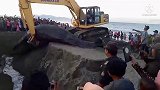十几吨重的鲸鱼搁浅死亡，挖机师傅登场，就地掩埋