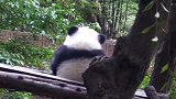 熊猫：熊我也有熊的烦恼，熊家是想未来别再打扰我