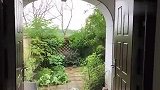 为了种花在杭州租了个院子，荒芜几年的院子会被改造成花园