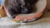 一只吹空调睡大觉的猫