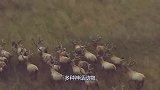湖南山村发现一只“四不像”，专家看后大吃一惊：立刻封锁村庄！
