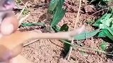 挖机师傅开垦荒地时，发现一只好像老鼠的动物