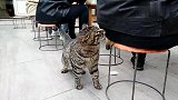 狸花猫在客人的后面，闻到了恶屁，太逗了