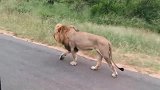 4头强壮的曼提马勒雄狮，在马路上巡逻，气势恢弘霸气