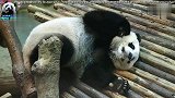 大熊猫圆仔这睡姿太奇葩了！笑的我肚子疼
