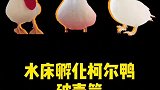 水床的小鸭子破壳了