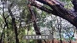 女子骑车撞马路上方树枝身亡，交警认定死者主责、政府次责，当地：与政府无关