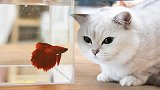 当着5只猫的面给鱼换水，猫以为要洗澡紧张惨了，鱼：有我紧张？