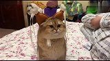 封印一只调皮的猫其实只需要一秒，喵铲屎的快救我啊