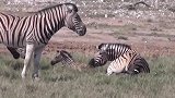 动物世界：斑马为了拯救宝宝与鬣狗的殊死搏斗！母爱感动