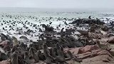 纳米比亚一沙滩的海豹，密集恐惧症啊，我就想问问要封边不？