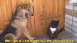 狗狗欺负猫咪，猫咪一脸的无奈，太弱了