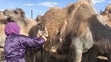 我八十多岁的母亲，还在养骆驼，供养我们四兄妹上大学！