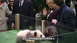 见过遛猫遛狗，可你见过遛熊猫的吗这架势威风至极！
