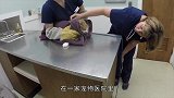 给橘猫打针比小孩子都难，好在医生足够机智，配合默契
