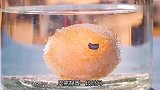 鸡蛋放入容器中，一步步加工成精美艺术品，这手艺也太牛了