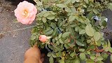 秋天入手的月季小苗不生长？分享2个方法，简单实用效果好