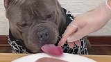 惊了！皮卡猪竟然吃自己同类！