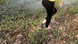 钓鱼：农家大妹子这种古老钓法很奏效，一个多小时又收获了好几条
