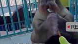 生活不易海象吹气球赚吃喝