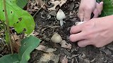 老家山上的野生菌太多了，小伙捡个不停，一转眼收获满满！