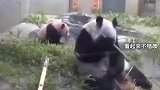 熊猫麻麻突然想起了宝宝，吓得一激灵的反应太真实
